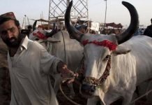 Punjab to set up cattle markets outside city limits for Eid-ul-Azha amid virus crisis