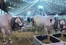 Animals, sellers to be tested for virus in Asia’s ‘biggest cattle market’