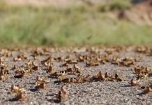 NLCC says anti-locust operation completed over 2 million acres