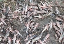 NDMA clears 524,500 hectares of land from locusts
