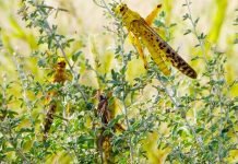New locust swarms from India, Afghanistan could enter Pakistan in July: minister