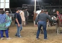 People throng cattle markets as Pakistanis set to celebrate Eidul Azha tomorrow