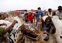 Sindh Government extends timings of cattle markets to 11pm