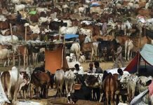 NCOC to launch crackdown against illegal cattle markets