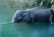 Neglected elephant boards jumbo flight home to Thailand