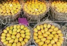 Japan allows import of mangoes from Pakistan