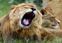 Islamabad zoo’s lions die during transfer to Lahore farmhouse