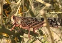 No locust present in Punjab, Balochistan and KP: NLCC