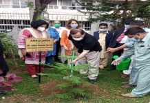 Secretary Information plants sapling at PID premises