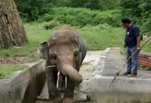 With songs and sedation, experts aim to rescue Kaavan, the Islamabad elephant