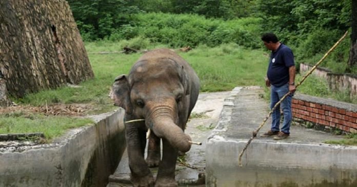 Kaavan