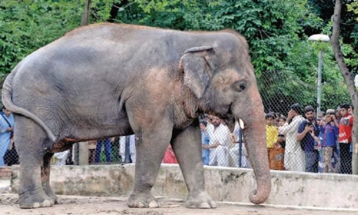 Kavaan elephant