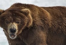 Brown bears attack Balakot villages, hurt a herdsman, kill over 100 goats Brown Bear - The News Today-TNT