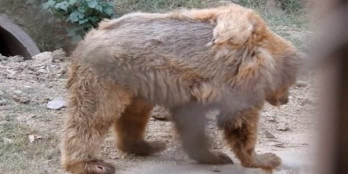 Brown Bears Brown Bears - The News Today-TNT