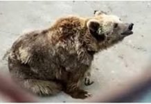 Karachi bear ‘Rano’ gets cooler installed in enclosure Reno - The News Today-TNT