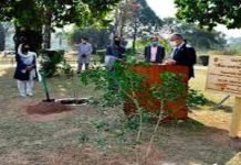 Japan Embassy donates Jasmine trees to the Japanese Park in Islamabad Japan donates trees - The News Today - TNT