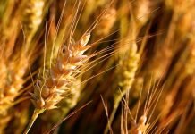 Substandard seed to unleash another flour crisis Wheat crop - The News Today - TNT