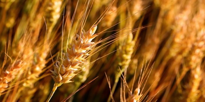 Wheat crop - The News Today - TNT