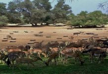 Seven rare deer die at Bahwalpur Zoo; 12 are in critical condition Deer - The News Today - TNT