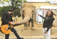 Kaavan, Islamabad’s lonesome elephant, starts new life in Cambodia