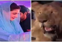 Lion taken into custody in Lahore, owner fined Rs 80,000 Lion - The News Today - TNT