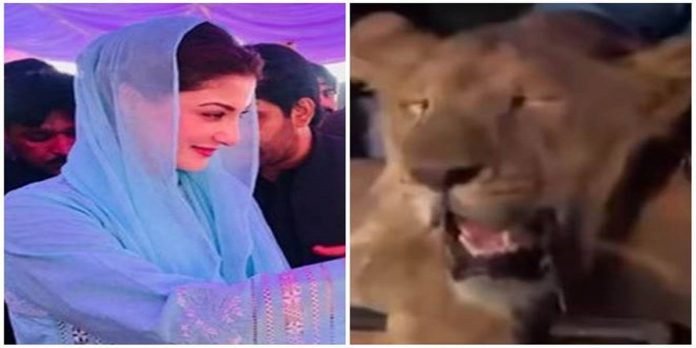 Lion - The News Today - TNT