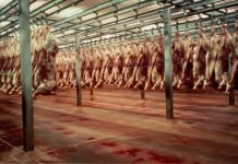 Chinese companies want to develop slaughterhouses in Pakistan Meat Slaughter house- The Newstoday-TNT