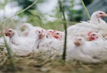 Bird flu (Avian influenza) outbreaks are rising around the world in 2021 Bird Flu - The News Today - TNT