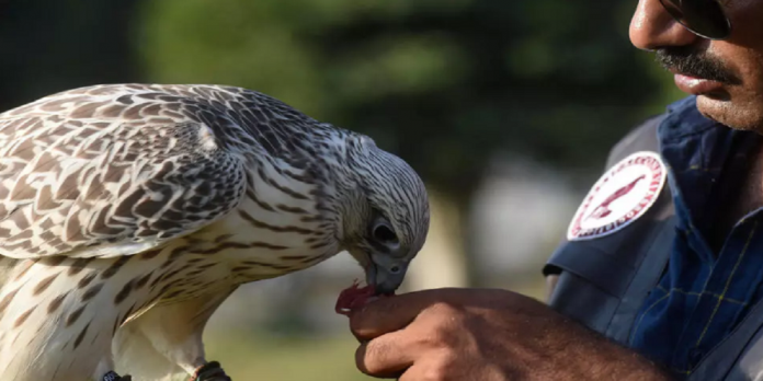 Falcons Falcons - The News Today - TNT