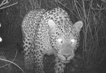 Hidden cameras catch 5 leopards roaming in Margalla Hills Leopards - The News Today- TNT