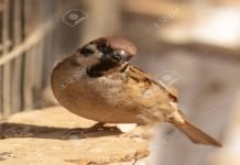 Sindh wildlife rescues 6,800 smuggled birds in Hyderabad; one man arrested bird - The News Today- TNT