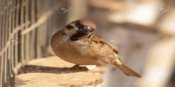 bird - The News Today- TNT