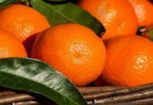 Pakistan carries huge potential of its citrus export: CPAIC Kinnow - The News Today - TNT