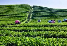 Fake tea leaves weighing 15,000kg seized, unhygienic food processing unit seized Leaves - The News Today - TNT
