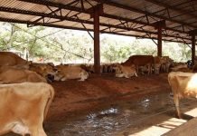 Robbers steal over 100 animals from Karachi cattle farm, FIR lodged Cattle - The News Today - TNT