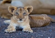 Lion cub, kept as a pet, attacks boy in Karachi Cub - The News Today - TNT
