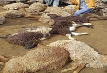 Snow leopard kills over 50 cattle in Hunza