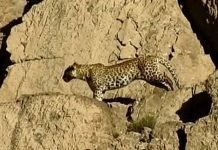 Rare endangered Persian leopards spotted at Chiltan National Park: Wildlife official Leopard2 - The News Today - TNT