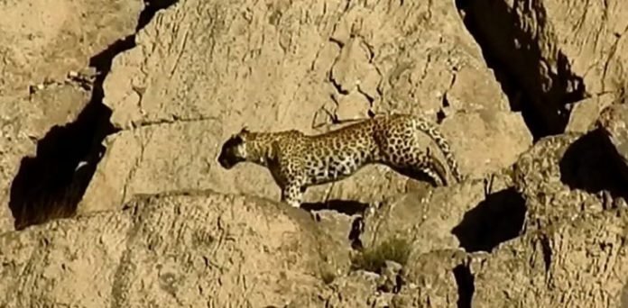 Leopard2 - The News Today - TNT