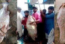 Gwadar fisherman catches rare croaker fish off Jiwani coast, becomes rich overnight Croaker1 - The News Today - TNT