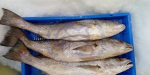 Croaker1 - The News Today - TNT