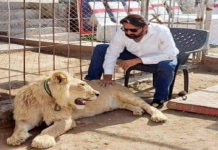 Man jailed for keeping lion as pet jail - The News Today - TNT