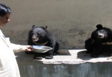 Two Asian bear cubs given shelter near LoC dividing disputed Jammu Kashmir Bear cubs - The News Today - TNT