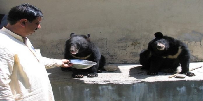 Bear cubs Bear cubs - The News Today - TNT