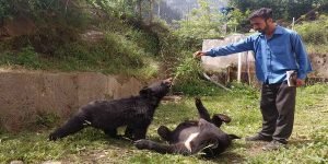 Bear cubs2 - The News Today - TNT