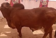 Sahiwal’s Sultan: Heaviest bull in Karachi cattle market Sultan - The News Today - TNT