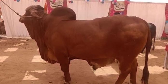 Sultan - The News Today - TNT