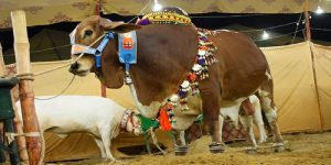 bull - The News Today - TNT