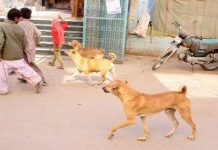Over 400 citizens bitten by stray dogs in Rawalpindi during a month dogs - The News Today - TNT