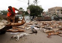 Man dies after being bitten by dog, says Dr Seemin Jamali dogs - The News Today - TNT